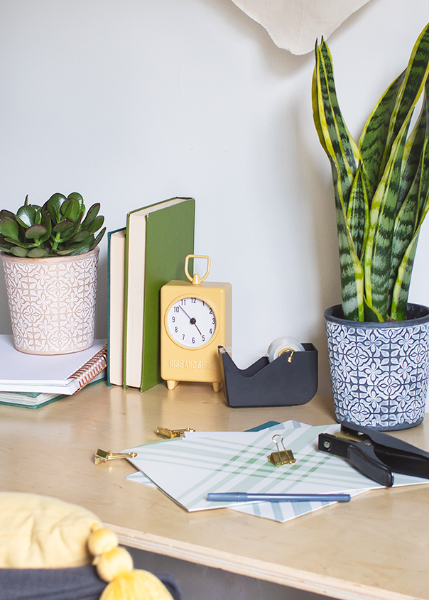 Best Plants for Dorms and Apartments